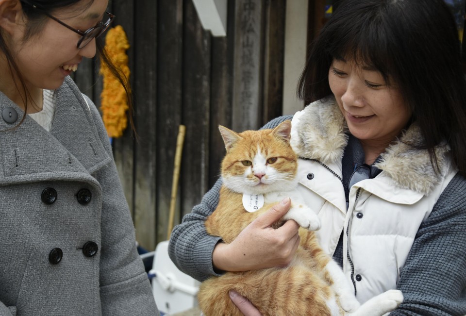 Chú mèo đi lạc được phong làm chúa tể lâu đài cổ ở Nhật Bản, thu hút du khách nườm nượp đến thăm - Ảnh 5.