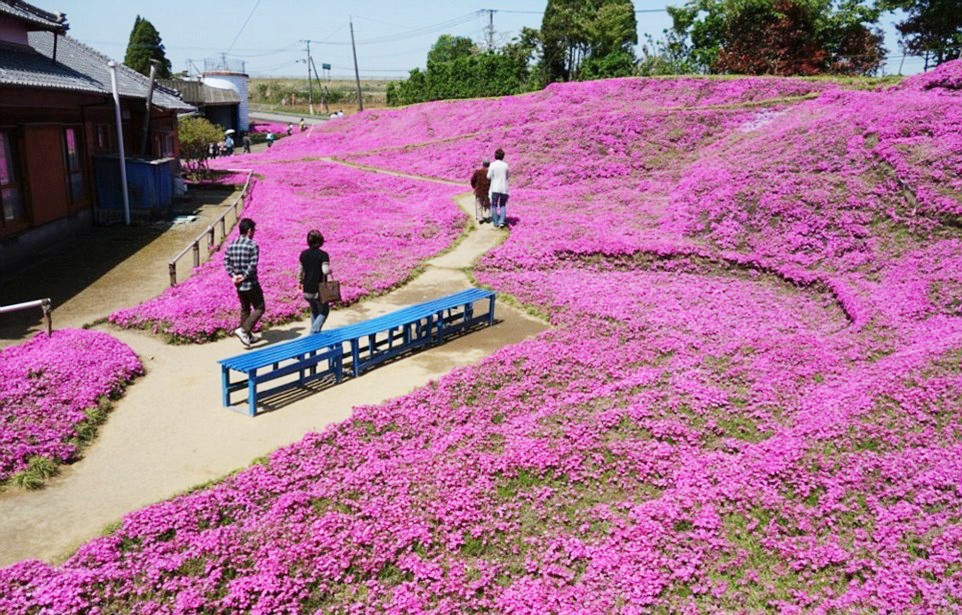 Người đàn ông Nhật Bản dành trọn tình yêu trồng đồi hoa trước nhà suốt 4 năm để tặng vợ mù lòa - Ảnh 16.