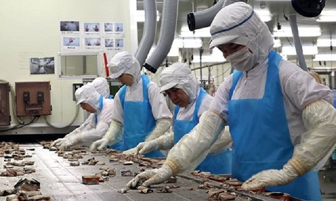 Công nhân nhà máy chế biến cá tại Kamaishi, Nhật. Khoảng 10% công nhân ở đây là thực tập sinh nước ngoài.