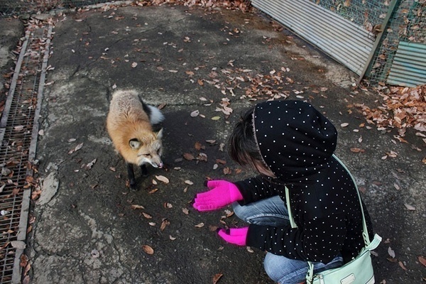 Du khách cũng có thể mua các gói thức ăn với giá 100 yên để đút cho những con vật hoang dã. 