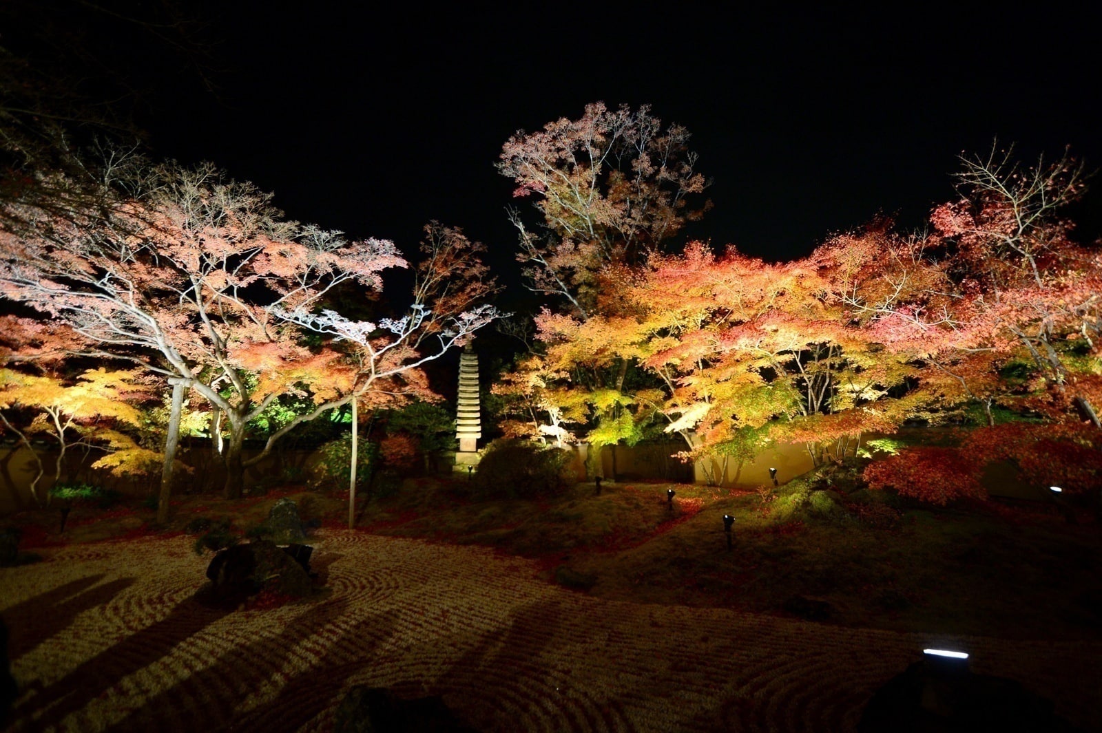 Cảnh đẹp của khu vườn thiền mùa lá đỏ về đêm 