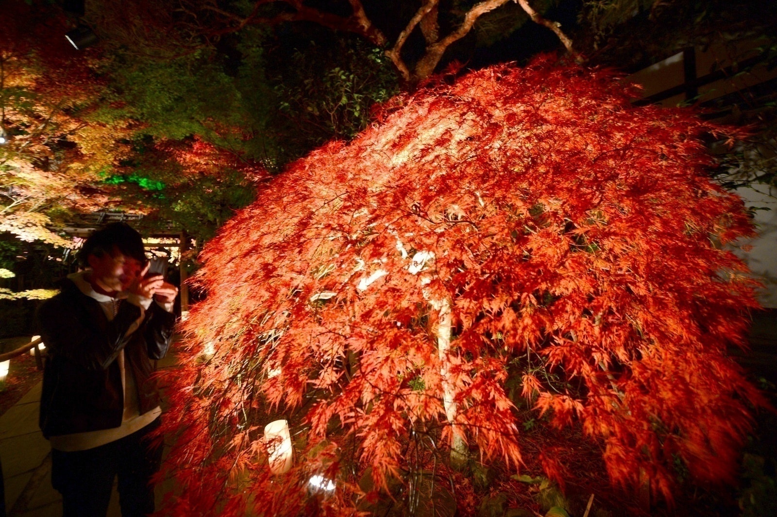 Tán lá phong rực đỏ dưới ánh đèn đêm trong khuôn viên chùa Entsuin 