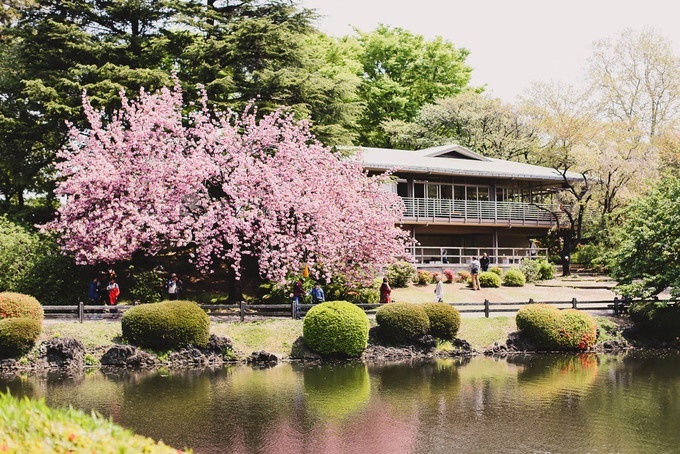 7 công viên ngắm hoa anh đào nổi tiếng của Nhật Bản