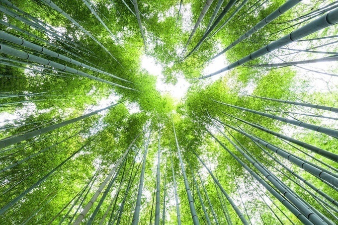 ‘Cảm giác lạ’ thu hút hàng chục triệu khách đến rừng tre ở Nhật mỗi năm