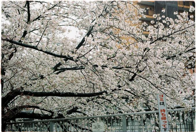 Lịch ngắm hoa anh đào trên khắp Nhật Bản năm 2019