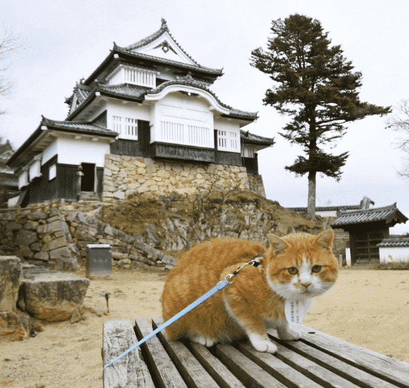 Chú mèo đi lạc được phong làm chúa tể lâu đài cổ ở Nhật Bản, thu hút du khách nườm nượp đến thăm - Ảnh 2.