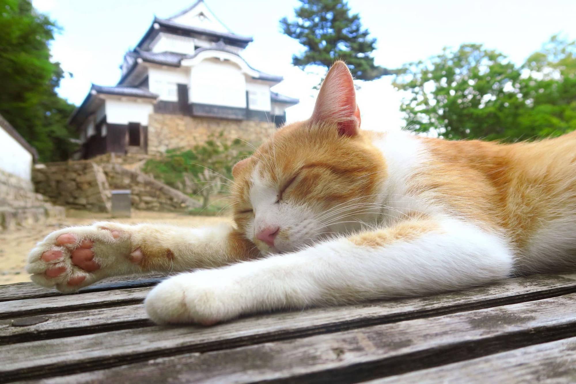 Chú mèo đi lạc được phong làm chúa tể lâu đài cổ ở Nhật Bản, thu hút du khách nườm nượp đến thăm - Ảnh 3.