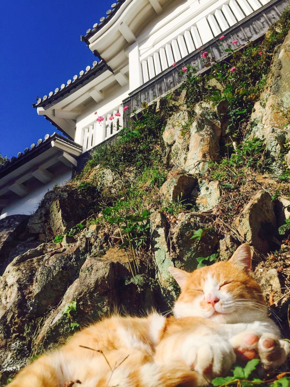 Chú mèo đi lạc được phong làm chúa tể lâu đài cổ ở Nhật Bản, thu hút du khách nườm nượp đến thăm - Ảnh 4.