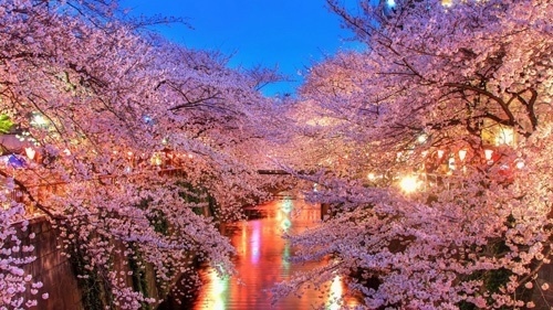 Vào mùa hoa anh đào nở, hàng triệu du khách quốc tế đổ xô tới Nhật để ngắm hoa. Ảnh: Hub Japan.
