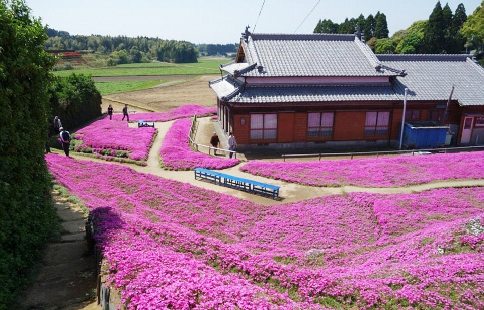 Người đàn ông Nhật Bản dành trọn tình yêu trồng đồi hoa trước nhà suốt 4 năm để tặng vợ mù lòa - Ảnh 1.