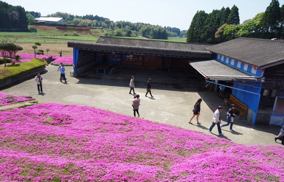 Người đàn ông Nhật Bản dành trọn tình yêu trồng đồi hoa trước nhà suốt 4 năm để tặng vợ mù lòa - Ảnh 2.