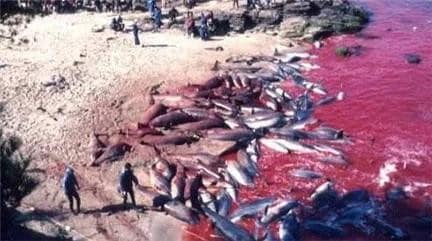 Nhật Bản: Hé lộ sự thật cảnh tàn sát cá heo khủng khiếp đang bị lên án mạnh mẽ - Ảnh 1.
