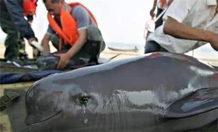 Nhật Bản: Hé lộ sự thật cảnh tàn sát cá heo khủng khiếp đang bị lên án mạnh mẽ - Ảnh 2.