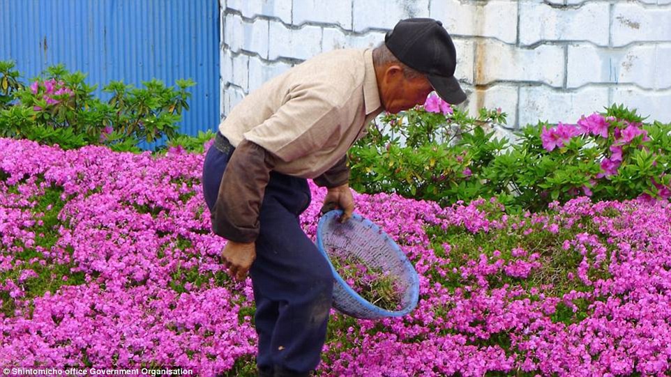 Người đàn ông Nhật Bản dành trọn tình yêu trồng đồi hoa trước nhà suốt 4 năm để tặng vợ mù lòa - Ảnh 12.