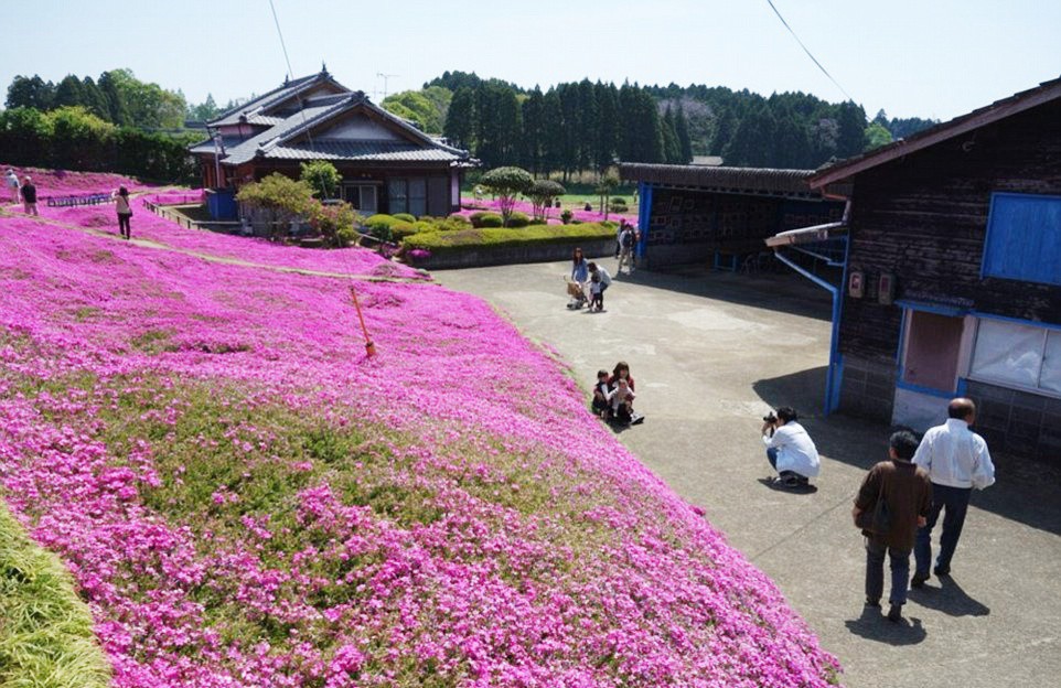 Người đàn ông Nhật Bản dành trọn tình yêu trồng đồi hoa trước nhà suốt 4 năm để tặng vợ mù lòa - Ảnh 14.