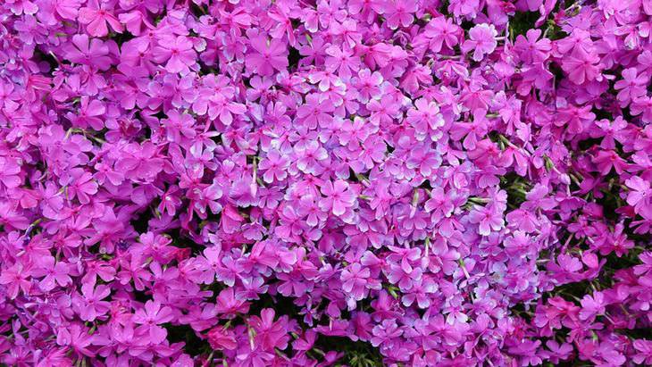 Người đàn ông Nhật Bản dành trọn tình yêu trồng đồi hoa trước nhà suốt 4 năm để tặng vợ mù lòa - Ảnh 15.