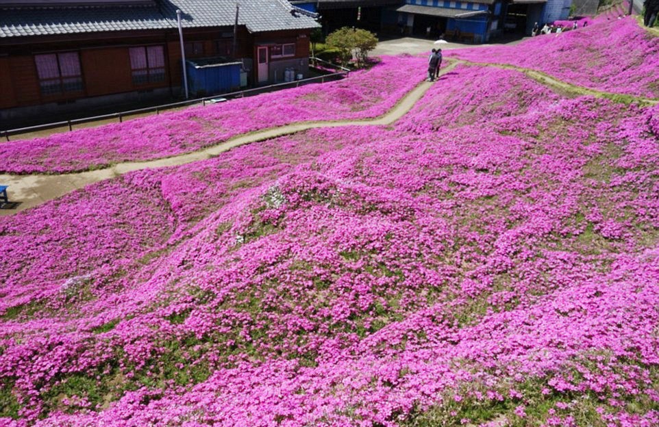 Người đàn ông Nhật Bản dành trọn tình yêu trồng đồi hoa trước nhà suốt 4 năm để tặng vợ mù lòa - Ảnh 17.