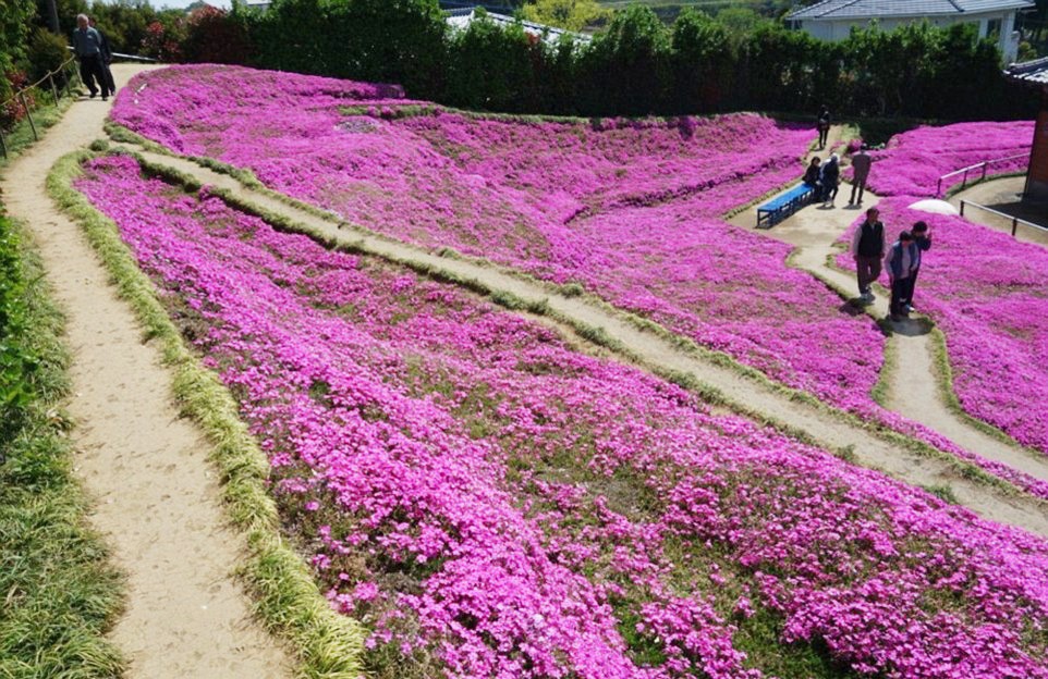 Người đàn ông Nhật Bản dành trọn tình yêu trồng đồi hoa trước nhà suốt 4 năm để tặng vợ mù lòa - Ảnh 18.