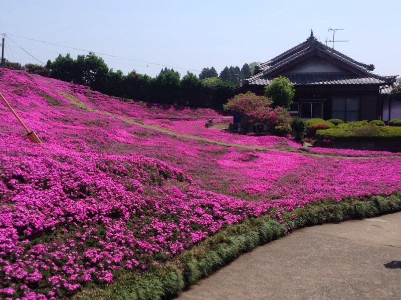 Người đàn ông Nhật Bản dành trọn tình yêu trồng đồi hoa trước nhà suốt 4 năm để tặng vợ mù lòa - Ảnh 19.