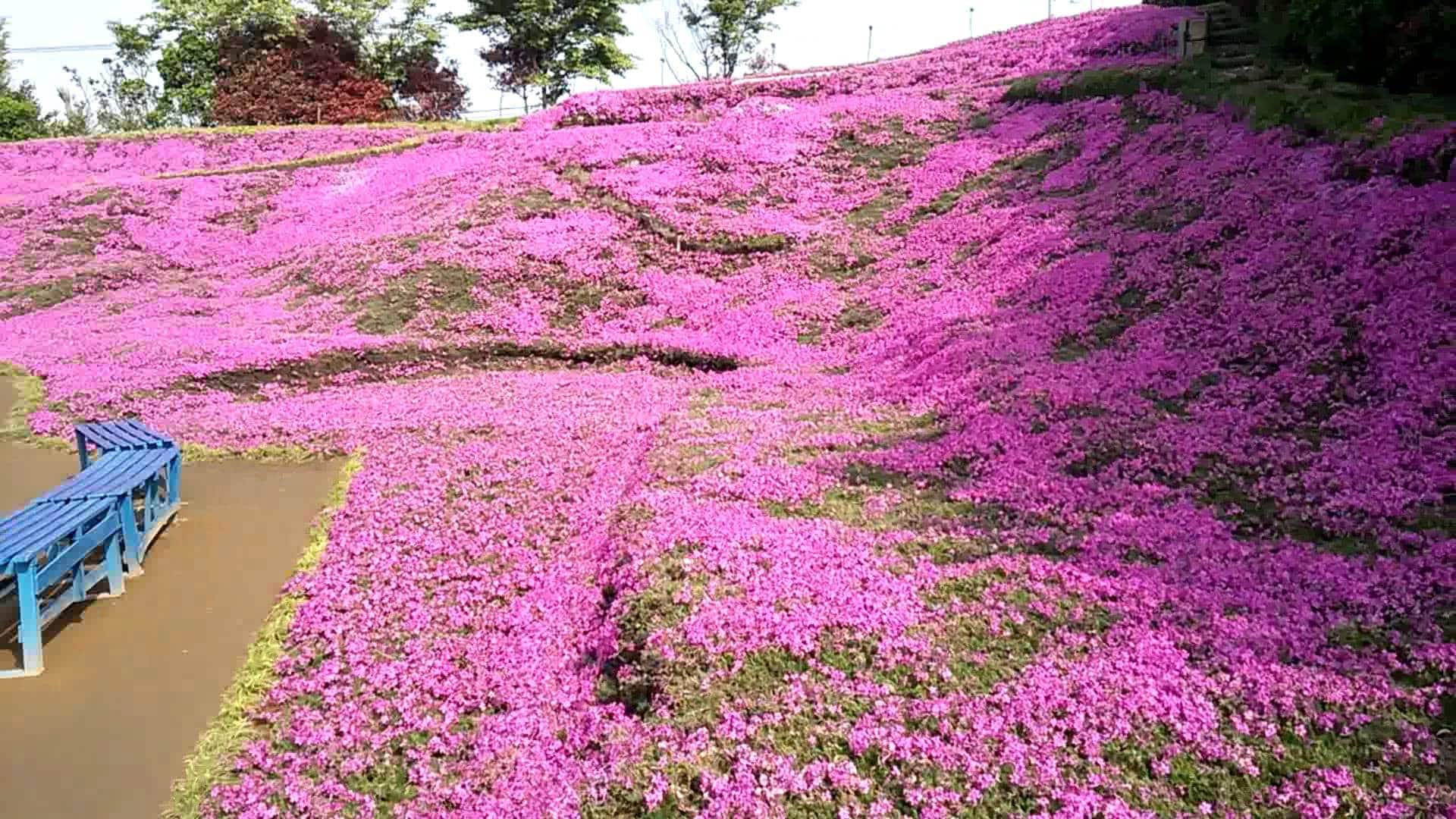 Người đàn ông Nhật Bản dành trọn tình yêu trồng đồi hoa trước nhà suốt 4 năm để tặng vợ mù lòa - Ảnh 20.