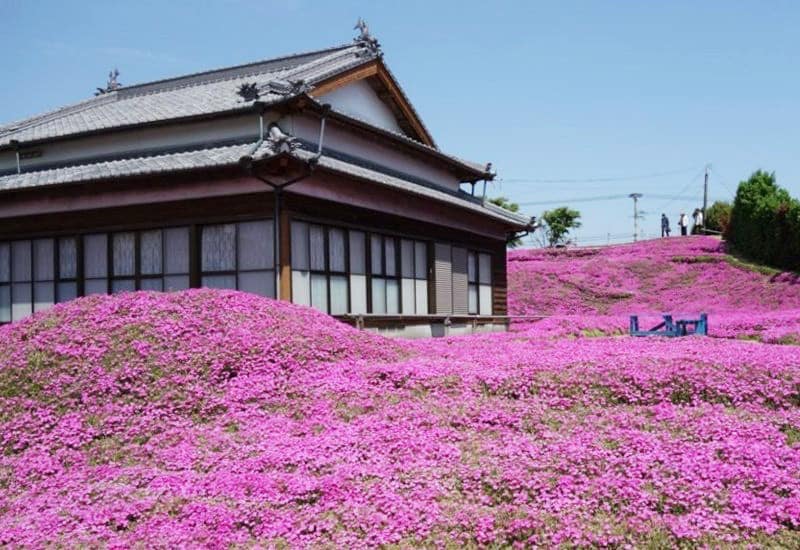 Người đàn ông Nhật Bản dành trọn tình yêu trồng đồi hoa trước nhà suốt 4 năm để tặng vợ mù lòa - Ảnh 3.