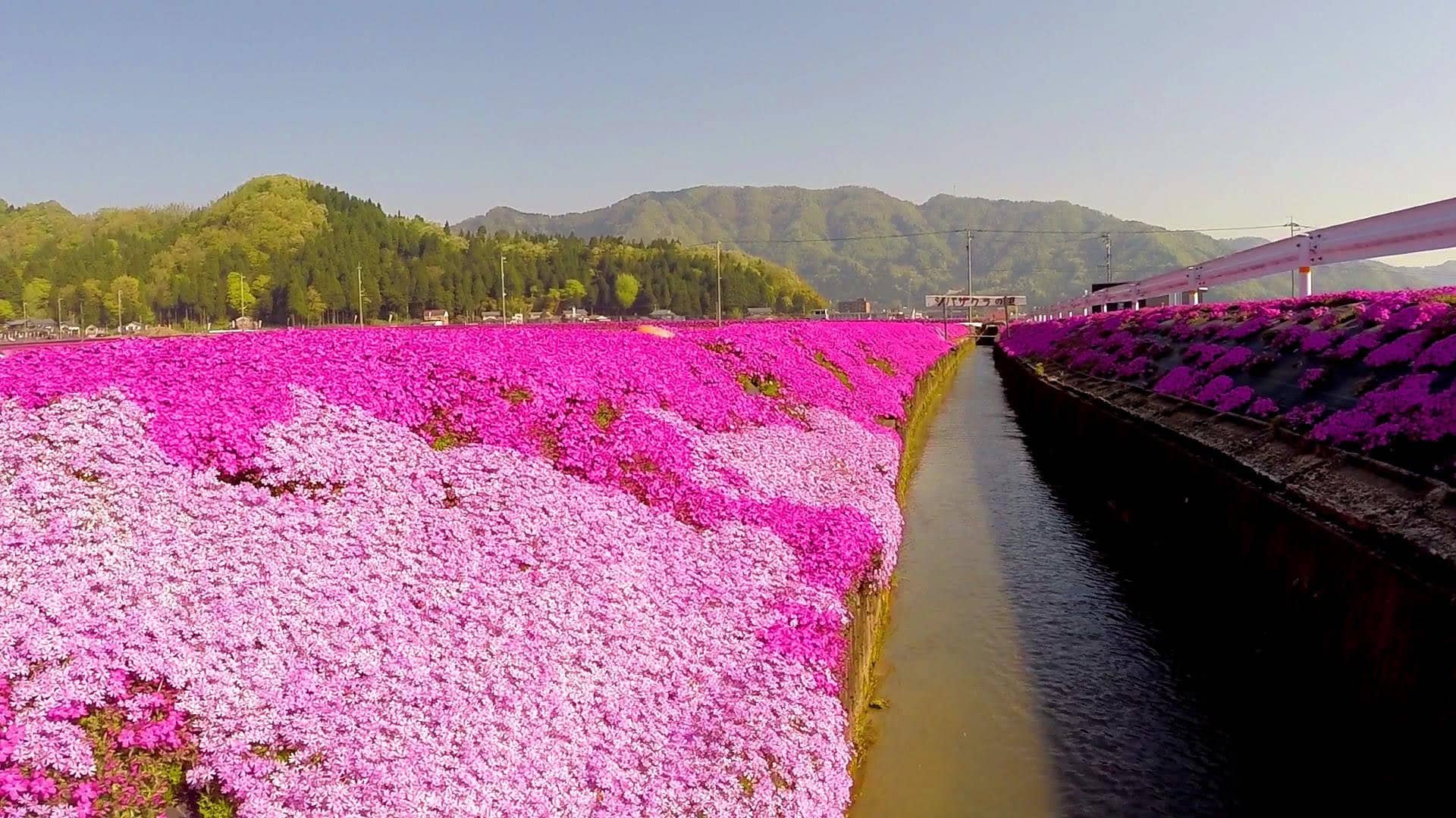Người đàn ông Nhật Bản dành trọn tình yêu trồng đồi hoa trước nhà suốt 4 năm để tặng vợ mù lòa - Ảnh 21.