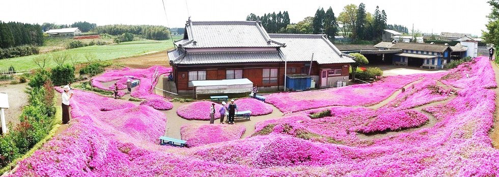 Người đàn ông Nhật Bản dành trọn tình yêu trồng đồi hoa trước nhà suốt 4 năm để tặng vợ mù lòa - Ảnh 22.