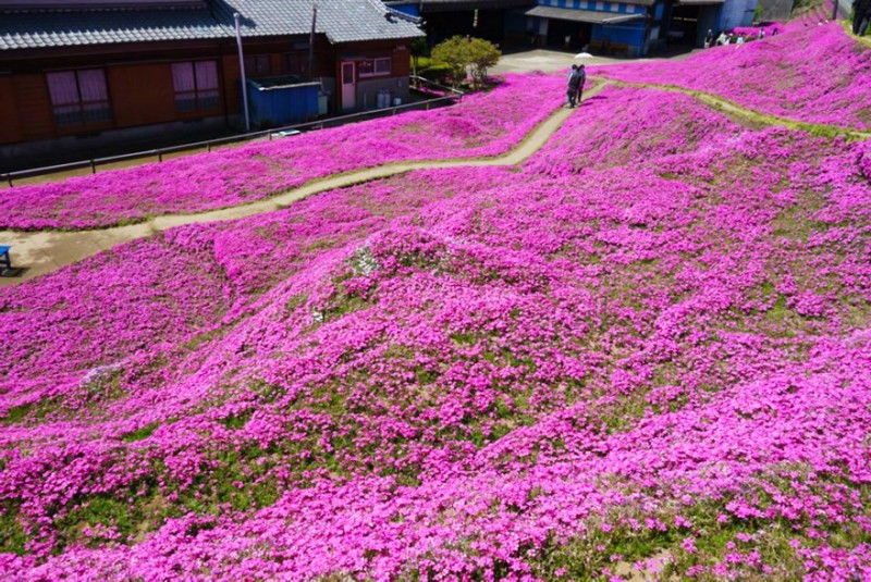 Người đàn ông Nhật Bản dành trọn tình yêu trồng đồi hoa trước nhà suốt 4 năm để tặng vợ mù lòa - Ảnh 23.