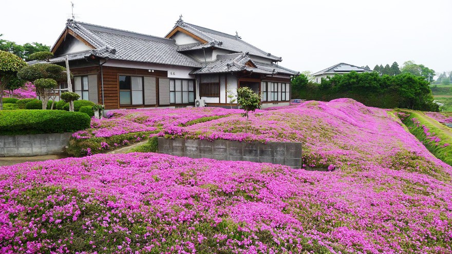 Người đàn ông Nhật Bản dành trọn tình yêu trồng đồi hoa trước nhà suốt 4 năm để tặng vợ mù lòa - Ảnh 24.