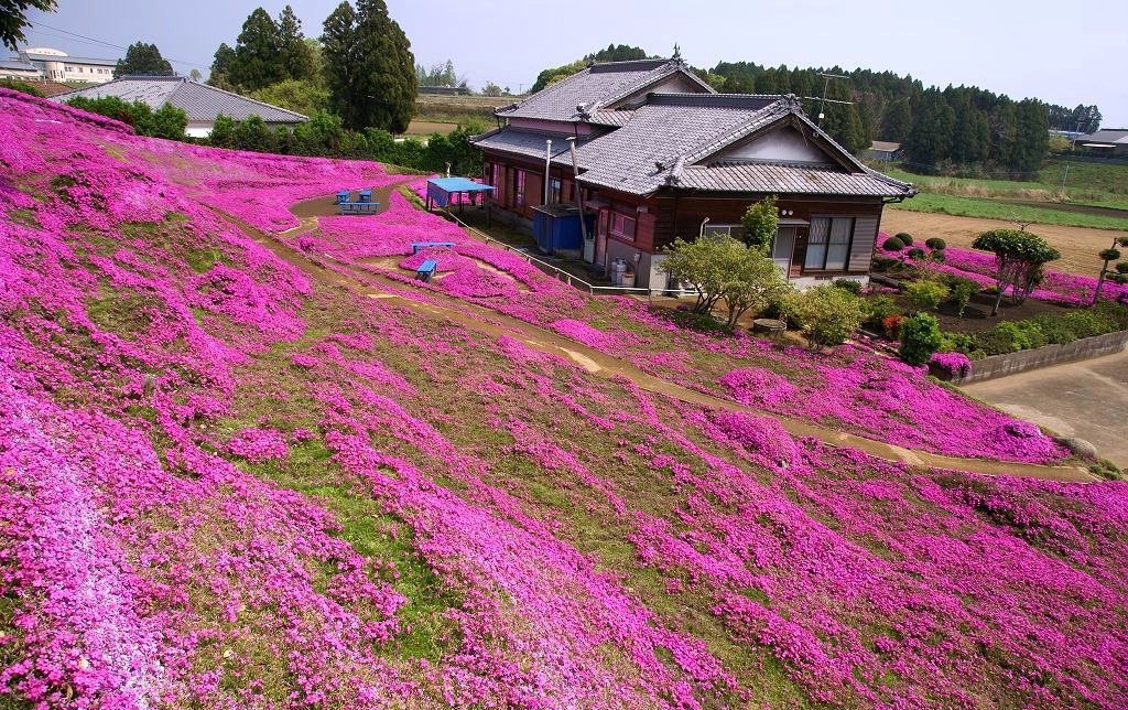 Người đàn ông Nhật Bản dành trọn tình yêu trồng đồi hoa trước nhà suốt 4 năm để tặng vợ mù lòa - Ảnh 4.