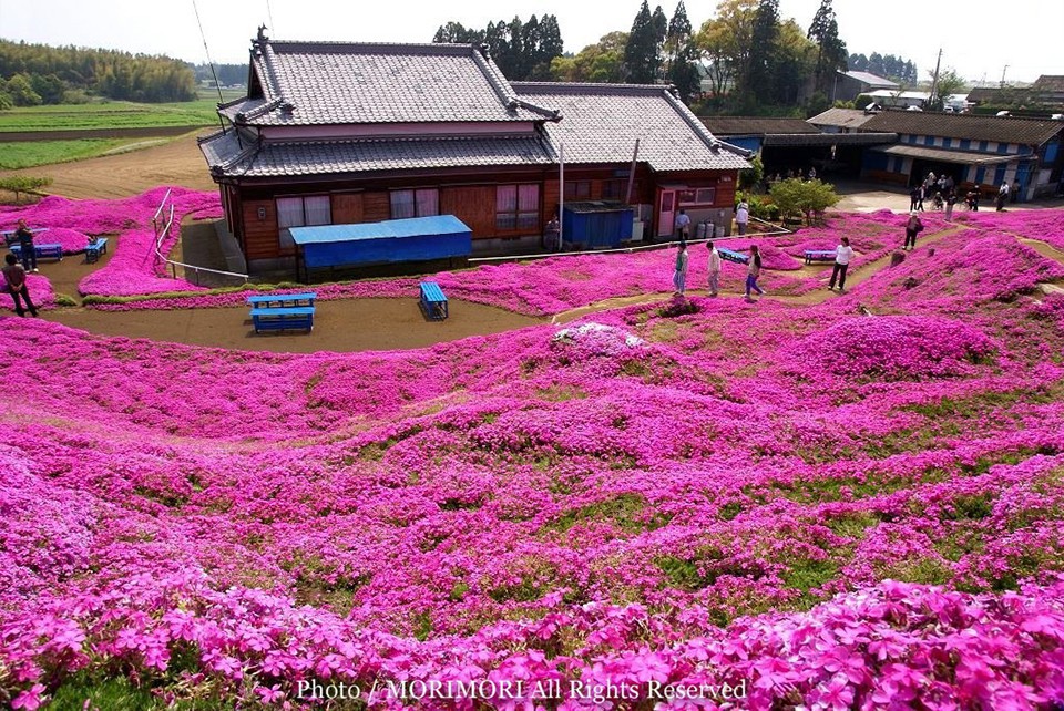 Người đàn ông Nhật Bản dành trọn tình yêu trồng đồi hoa trước nhà suốt 4 năm để tặng vợ mù lòa - Ảnh 5.