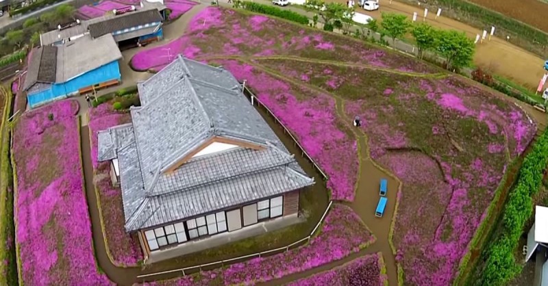 Người đàn ông Nhật Bản dành trọn tình yêu trồng đồi hoa trước nhà suốt 4 năm để tặng vợ mù lòa - Ảnh 6.