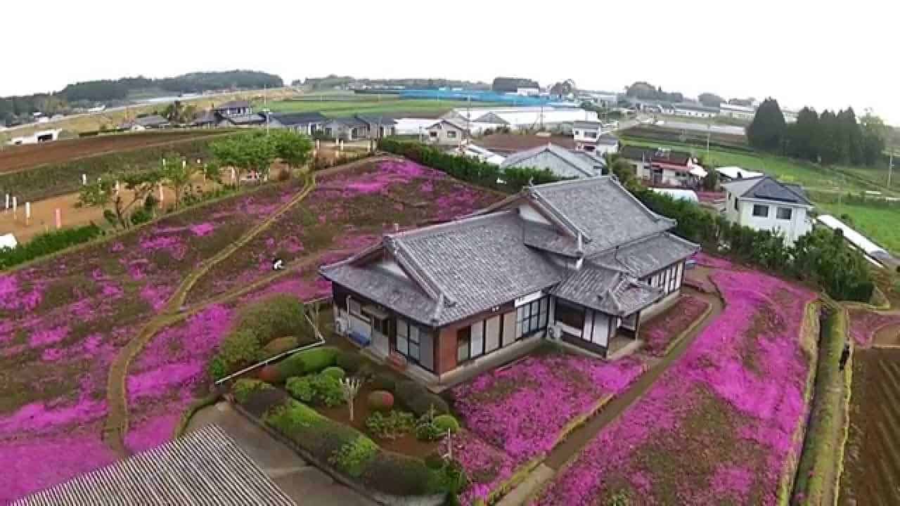 Người đàn ông Nhật Bản dành trọn tình yêu trồng đồi hoa trước nhà suốt 4 năm để tặng vợ mù lòa - Ảnh 7.