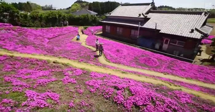 Người đàn ông Nhật Bản dành trọn tình yêu trồng đồi hoa trước nhà suốt 4 năm để tặng vợ mù lòa - Ảnh 10.
